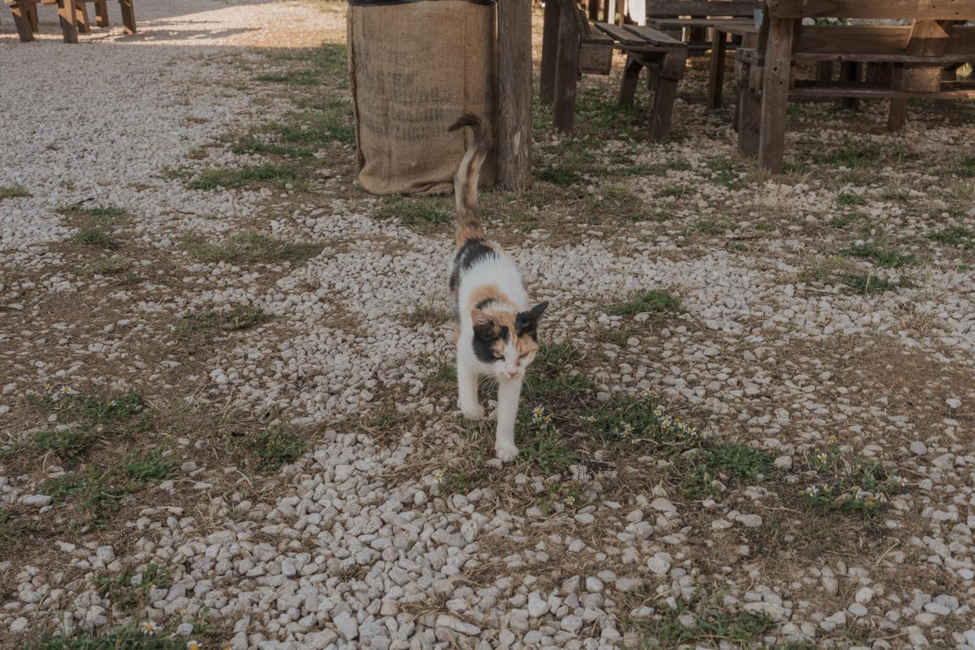 Tenuta Tedone Consolini Vila Ruvo di Puglia Exterior foto